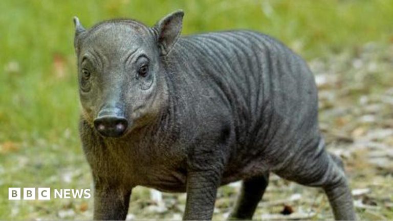 Rare piglet the size of ‘a grapefruit with legs’ born at zoo