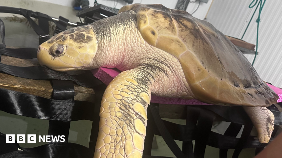 Rare turtle to be sent back home in 5,000-mile ‘incredibly emotional’ trip