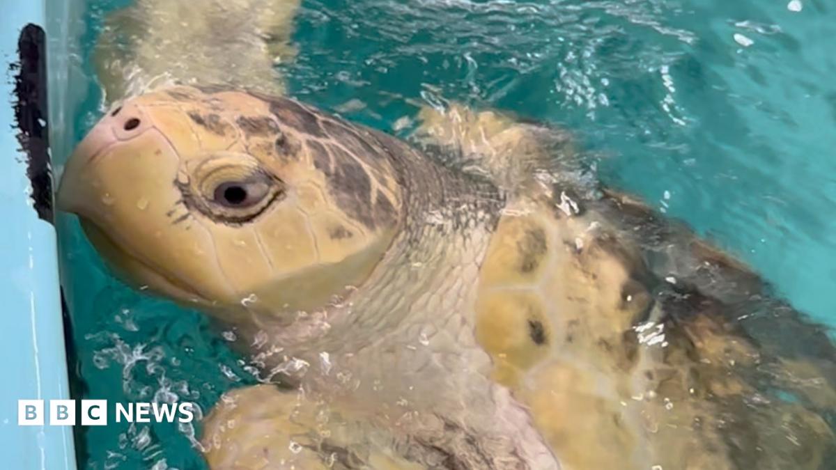 Rare turtle’s flight from Wales to Texas