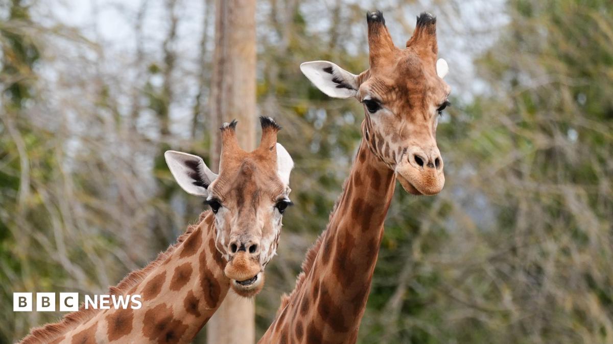 Rising costs put strain on zoo’s conservation work