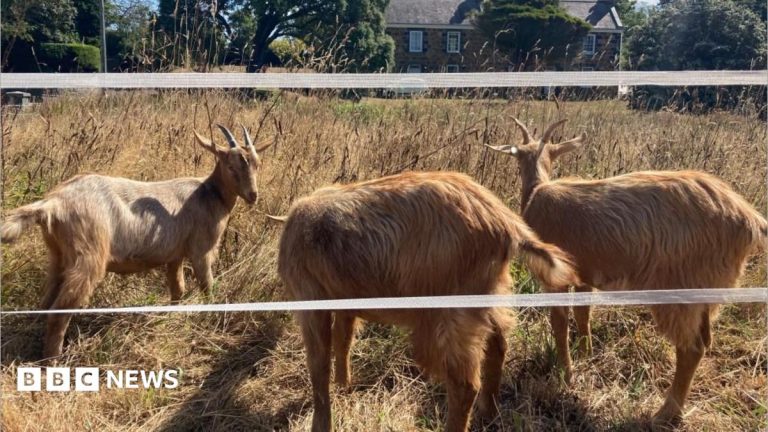 Royal Golden Guernsey Goats join conservation herd