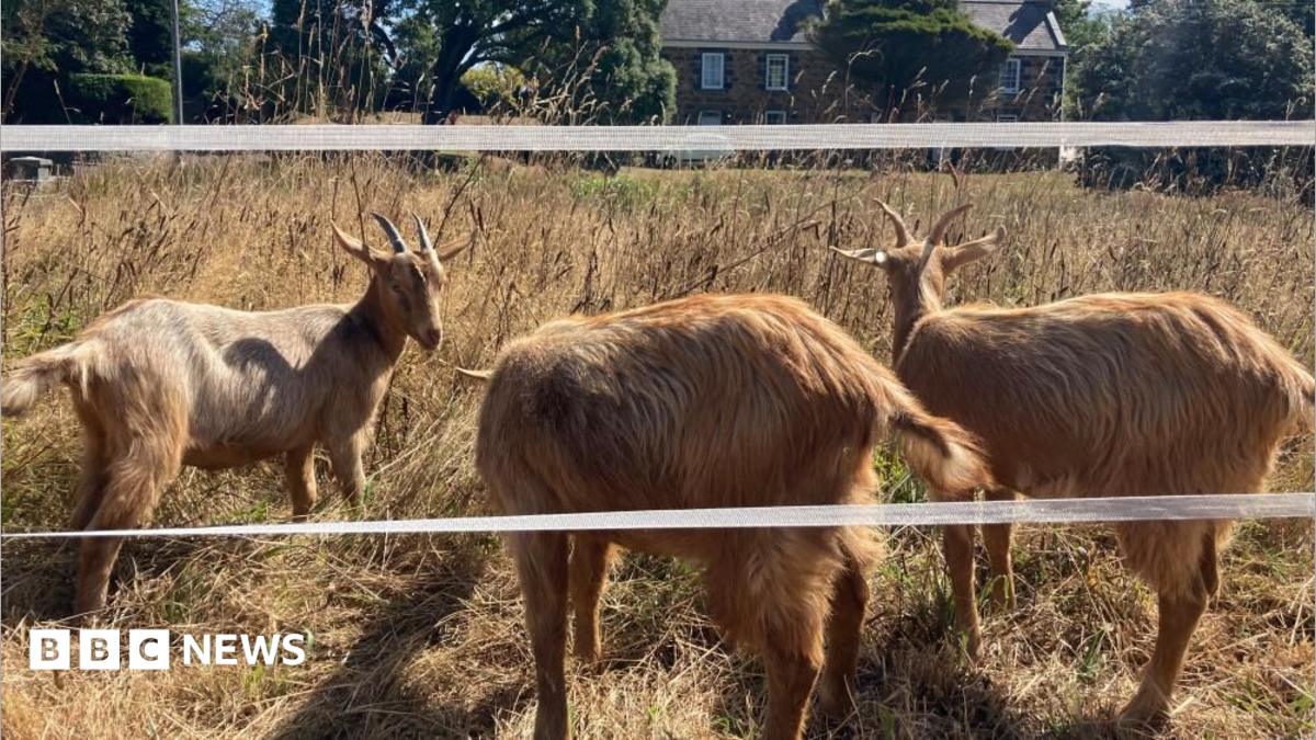 Royal Golden Guernsey Goats join conservation herd