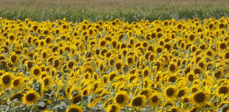 Russia is cutting off Ukraine’s grain exports again, threatening a critical harvest and global food security
