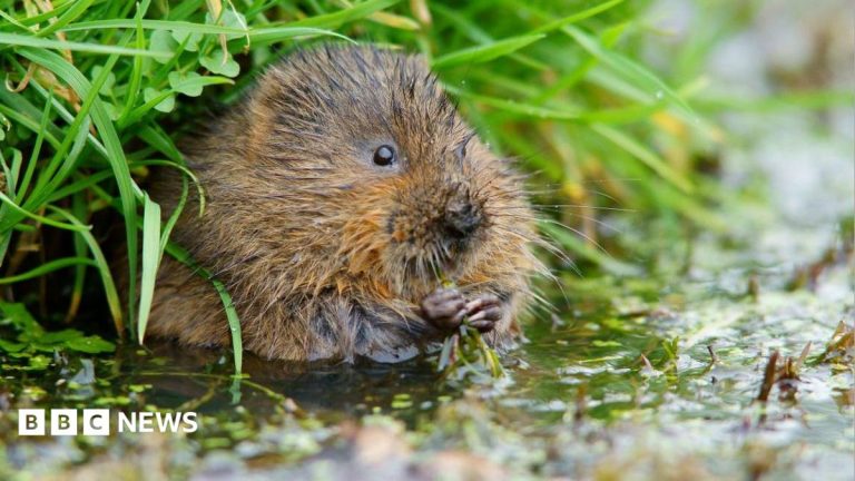 ‘Squashed poo’ a sign of water voles’ success