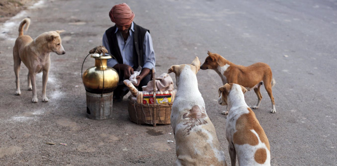 Street dogs: Why India can’t — and shouldn’t — evict its canines