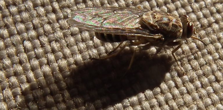 The bloodsucking insect with a saw for a mouth: how the tsetse fly bites through almost anything