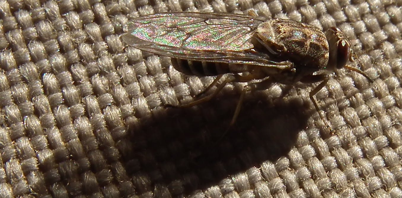 The bloodsucking insect with a saw for a mouth: how the tsetse fly bites through almost anything