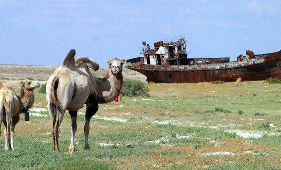 The grass beneath our feet: Why rangelands matter