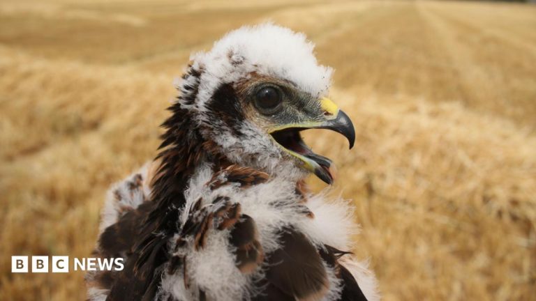 UK’s rarest bird of prey rears new chicks in secret location