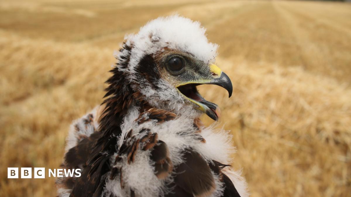 UK’s rarest bird of prey rears new chicks in secret location