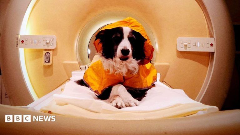 We should smile at our dogs – a new scientific study reveals why
