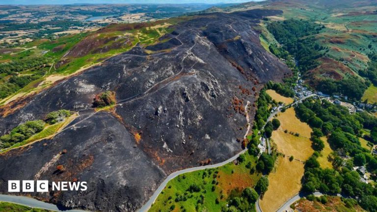 Wildfire-ravaged habitats could take centuries to recover, environmentalists say