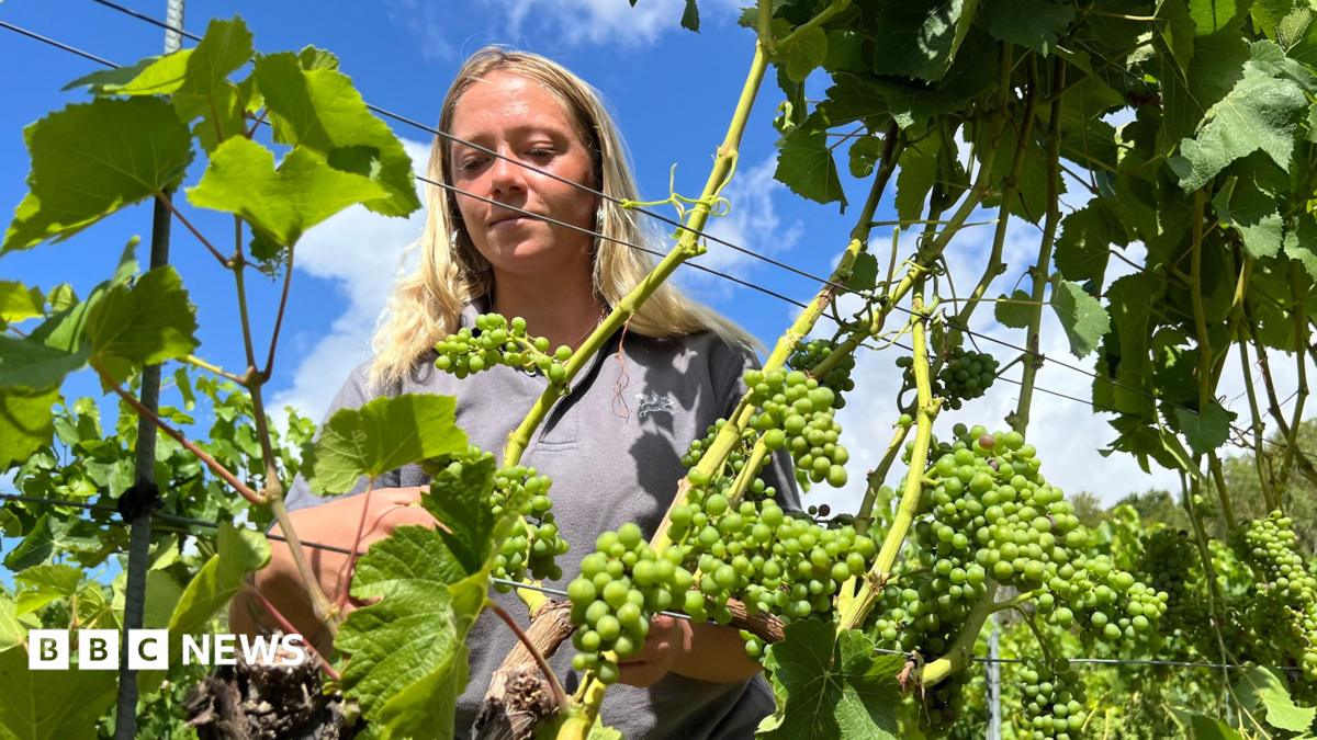 Winemakers prosper but veg farms wilt in the drought