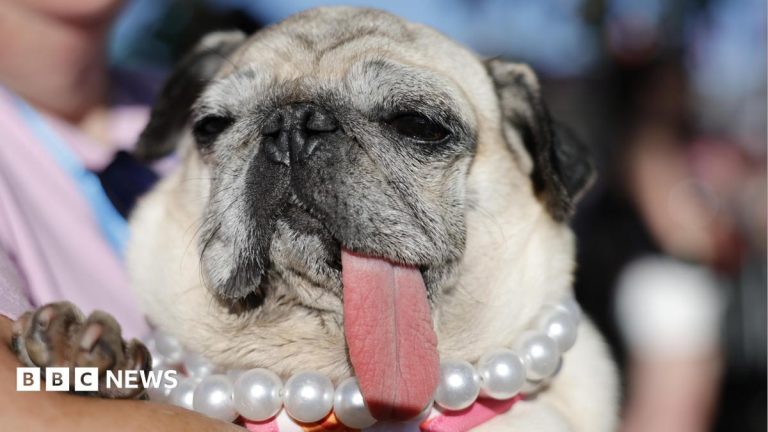 World’s Ugliest Dog contest crowns 2026 winner