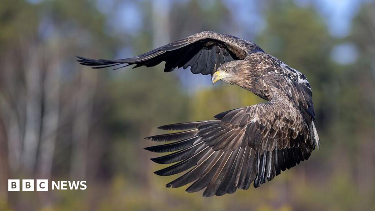 Young white-tailed eagles released on Exmoor