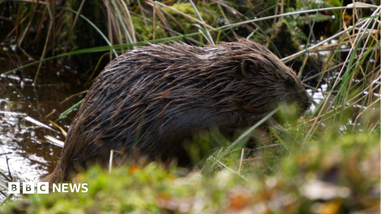 Beavers ‘could boost wildlife and tackle drought’