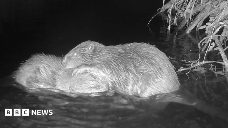 Beavers filmed bonding after release in the wild
