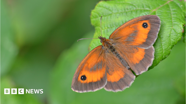 Butterfly populations ‘could crash’ due to weather
