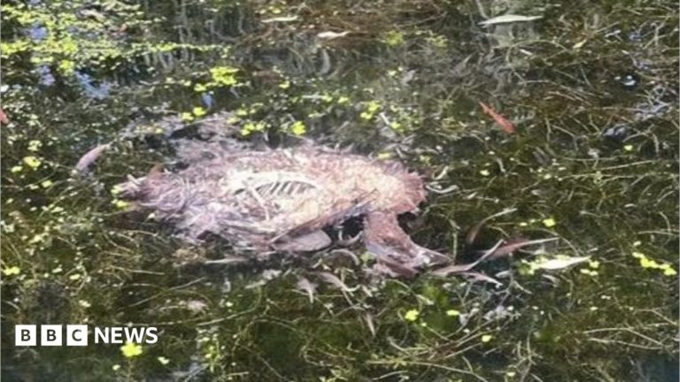 Dead animals found in canal where children row
