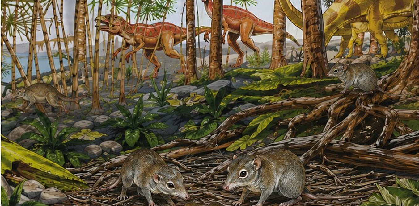 Early mammals weren’t all loners, as scientists thought – some already lived in pairs alongside the dinosaurs