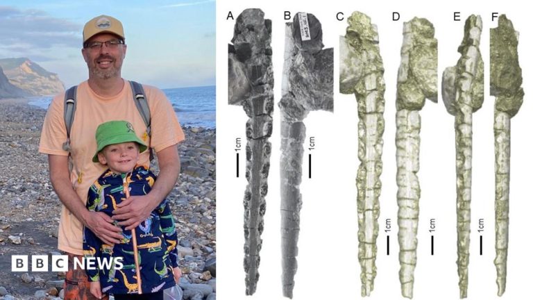 Fossil found on Welsh beach ends ‘confusion’ over 200-million-year-old fish teeth
