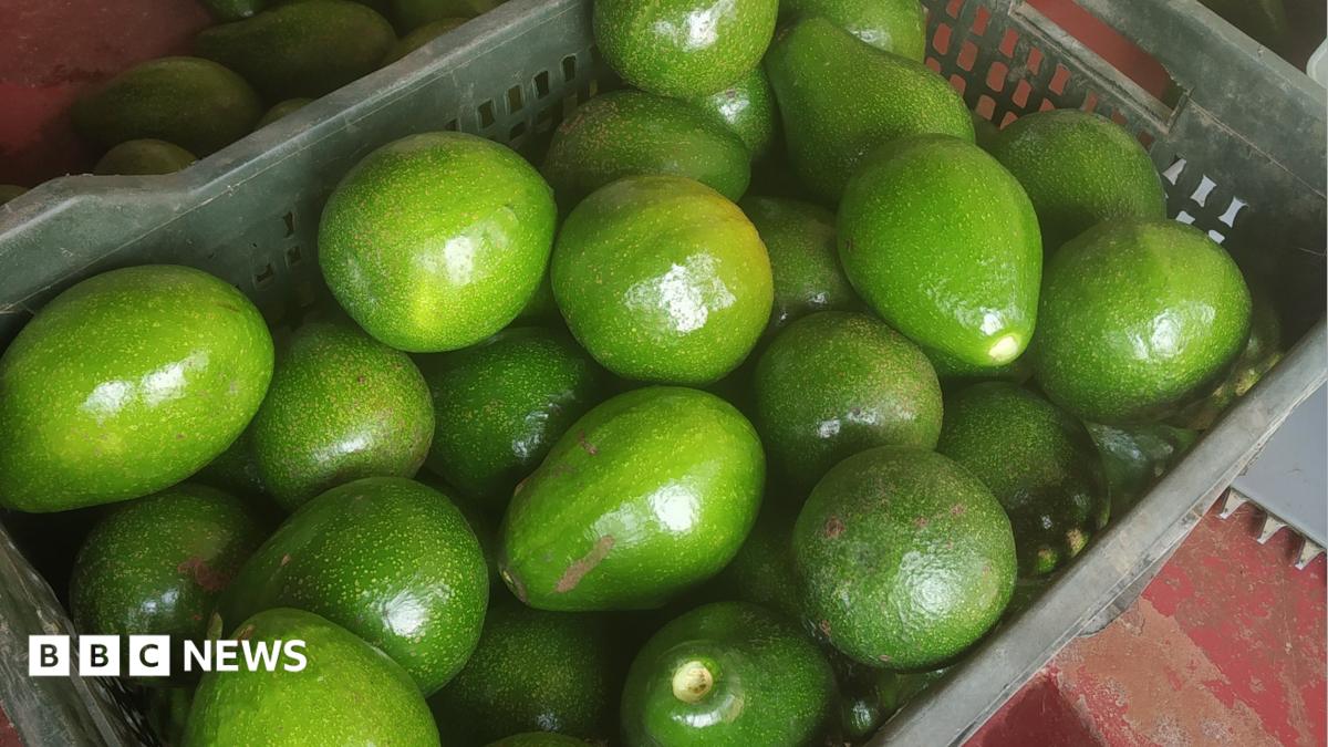 From ‘dog fruit’ to darling: India’s avocado boom