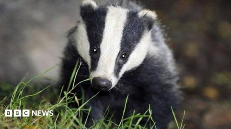 Gaps in evidence on vaccinating badgers against TB, researchers say