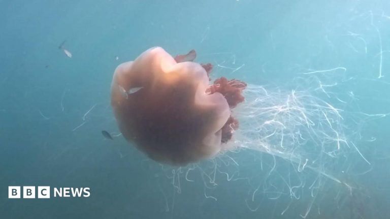 Giant jellyfish with ’40ft tentacles’ captured on camera off coast