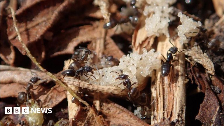 Heathland plan to support two rare species of ant