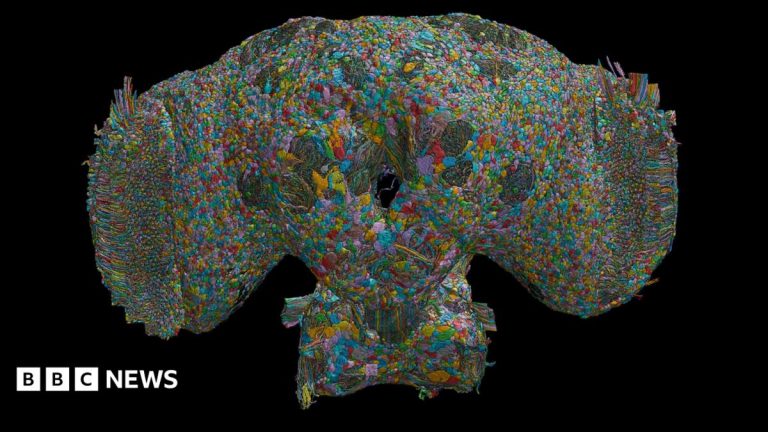 How the brain of a fly may help explain human behaviour