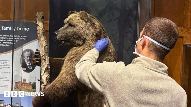 How the hair of a museum bear is helping tackle wildlife crime