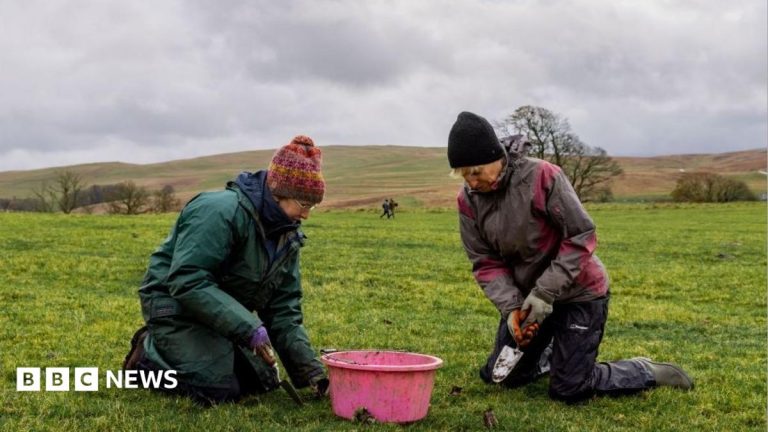 Hundreds of wildflowers to be planted at meadow