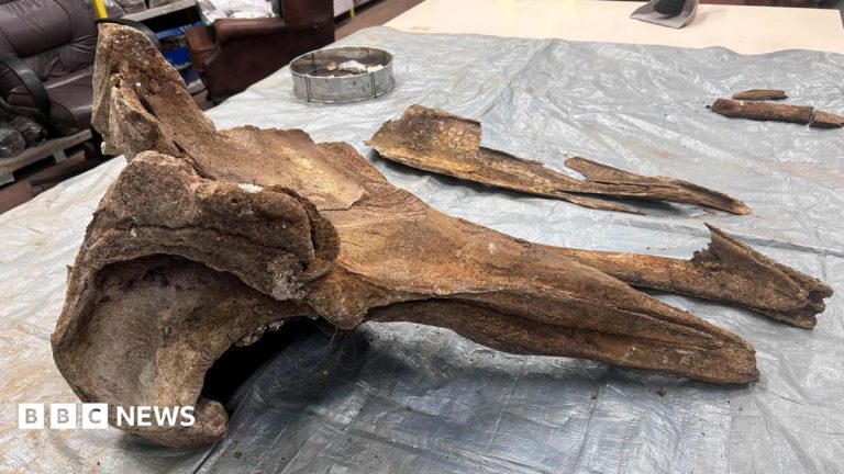 Is a whale fossil the leftovers of a Bronze Age Sunday roast?