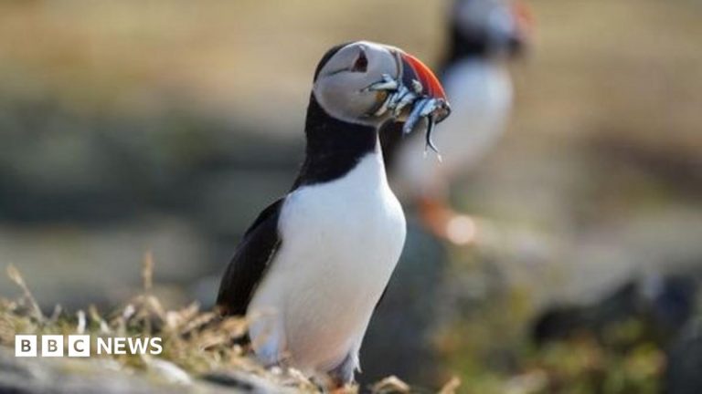 Isle of May puffin numbers plummet after extreme weather