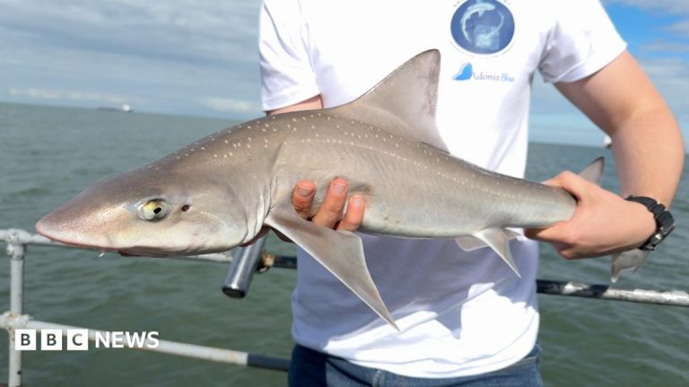 Kent’s shark secrets discovered in new project