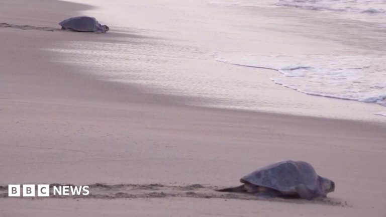 Mass nesting brings swarms of turtles to Mexican beach