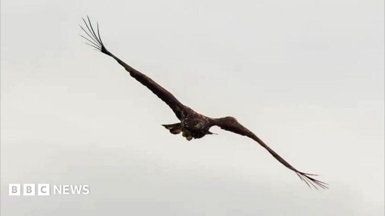 ‘Miracle’ eagle with broken wing spotted back above Scottish coast