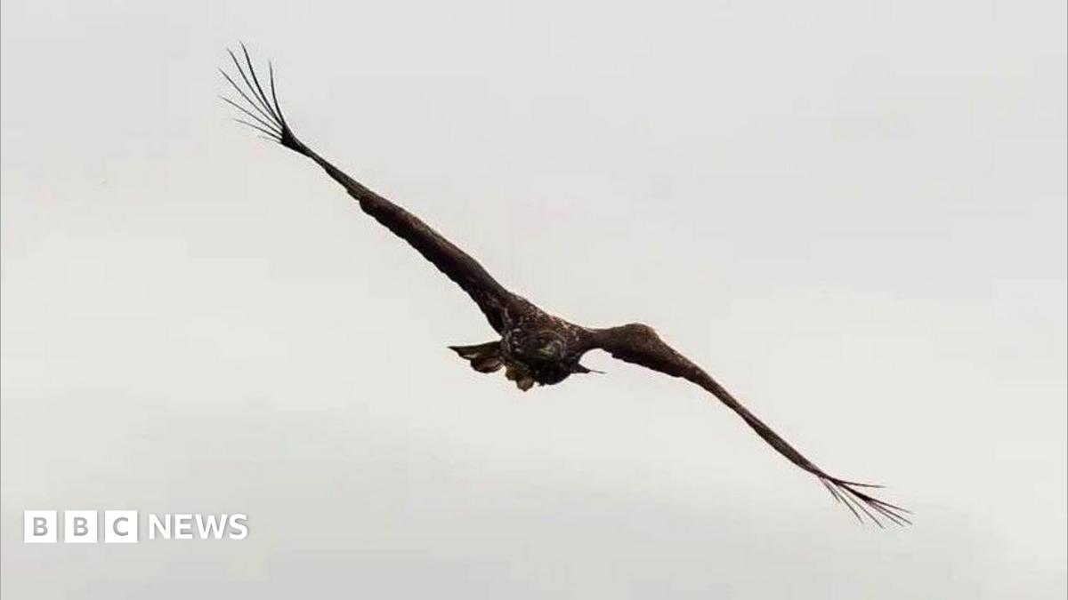 ‘Miracle’ eagle with broken wing spotted back above Scottish coast