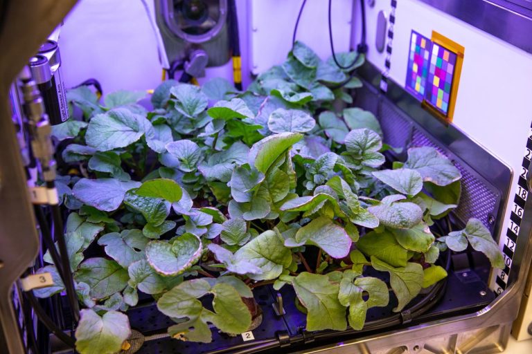 New Crops, Health Research Proposals to Help NASA Advance Exploration