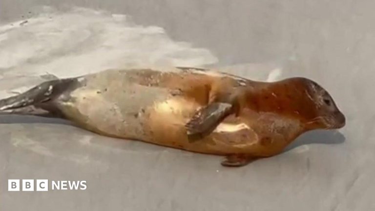 Plea to give Thames seals space for everyone’s safety