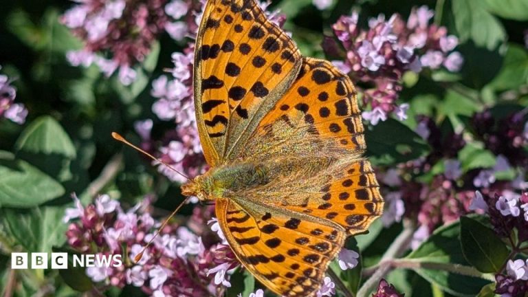 Rare butterfly spotted in Cornwall