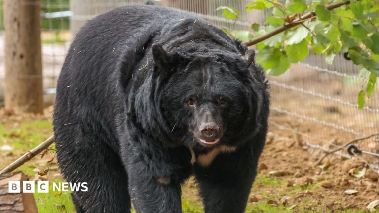 Rescued moon bears arrive at Suffolk forever home