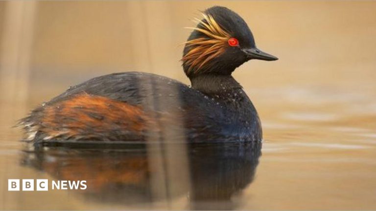 Restored wetland becomes haven for rare birds