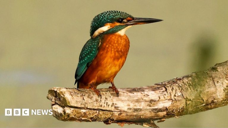 RSPB marks 50 years at wildlife-rich reserve