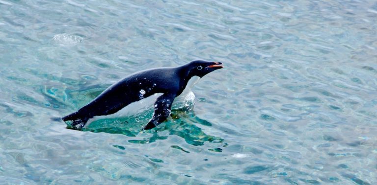 Satellite images show how penguins’ diets are changing in response to Antarctic climate change