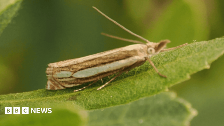 ‘Special surprise’ as rare moth found in nature reserve for first time