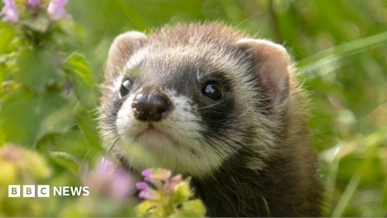 Study to reveal more about Guernsey’s wild ferrets
