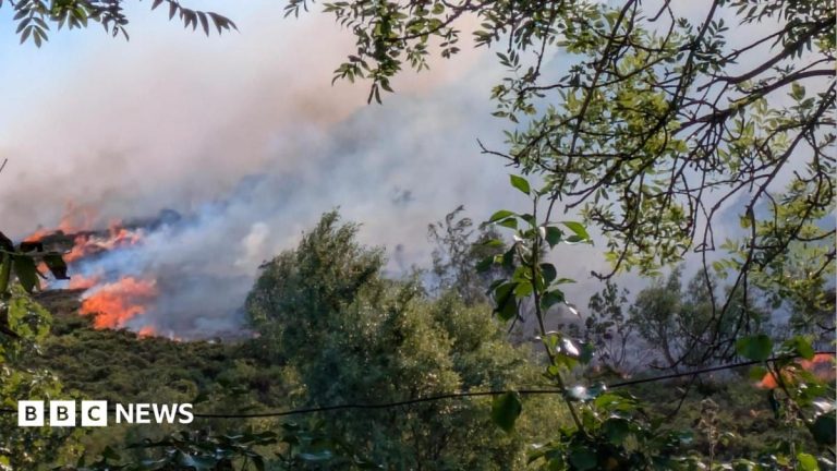 Summer wildfires caused catastrophic hidden damage, scientists warn