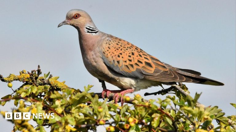 Turtle doves released in bid to stop extinction