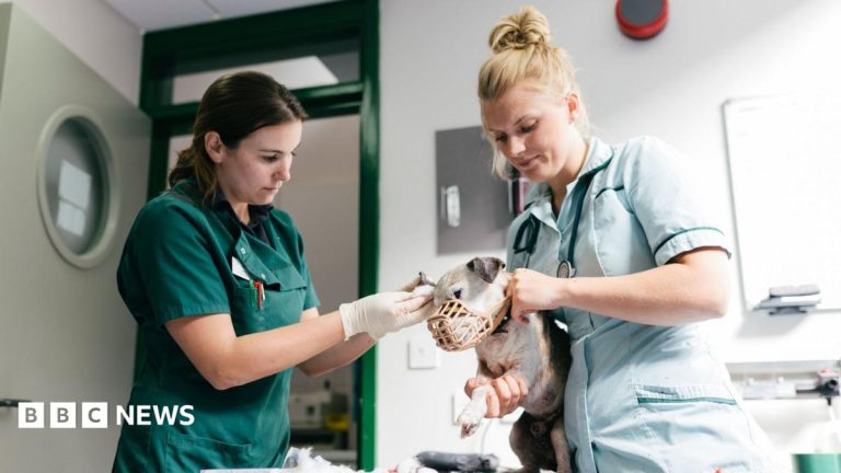 Vet prescription fees capped under rule changes
